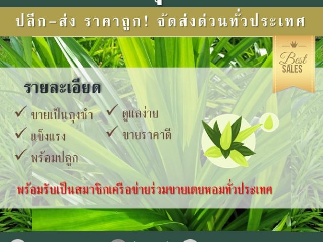 ขายพันธุ์เตยหอมในถุงชำ