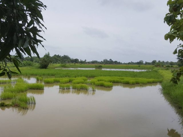 ขายที่นาในจังหวัดกาฬสินธุ์