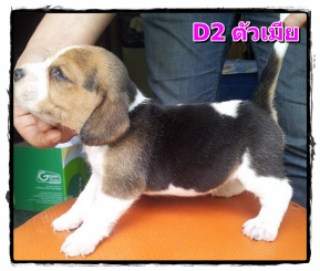 Beagle