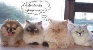 รับแจกใบปลิว