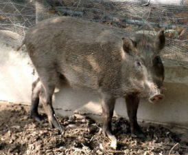 ขายหมูป่าหลายขนาด