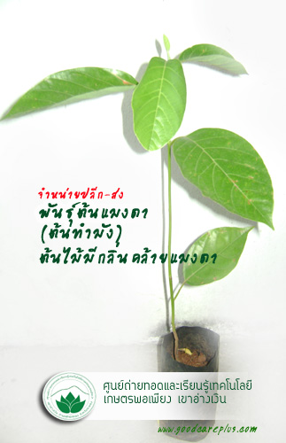 จำหน่ายต้นแมงดา