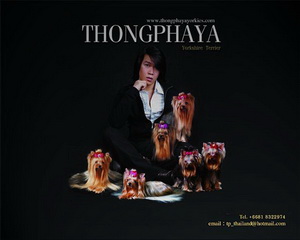 www.thongphayayorkies.com